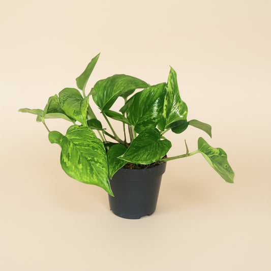 Scindapsus Pictus Trebie