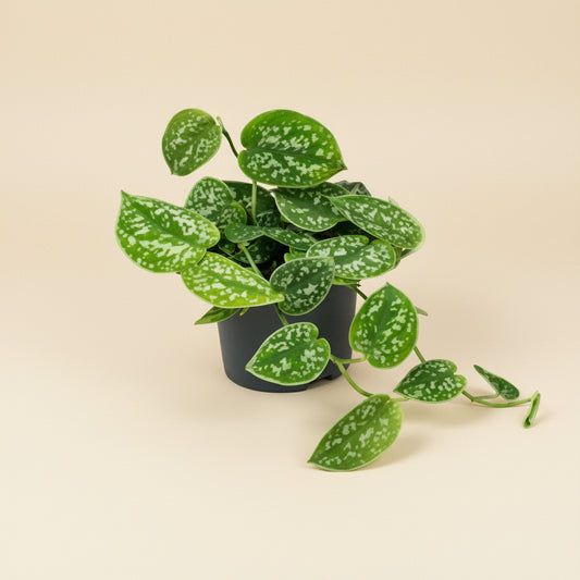 Scindapsus Pictus