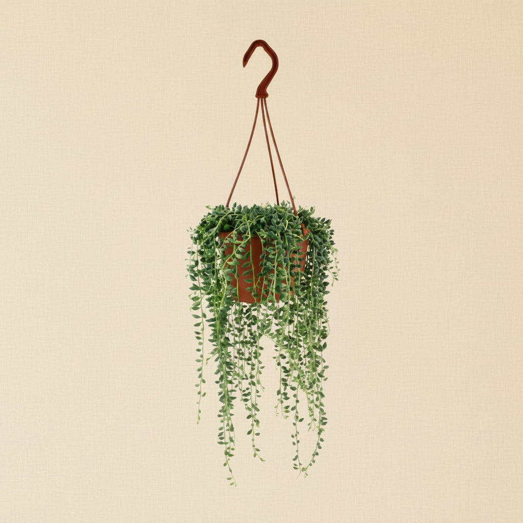 Senecio herreianus - Plante collier de larmes
