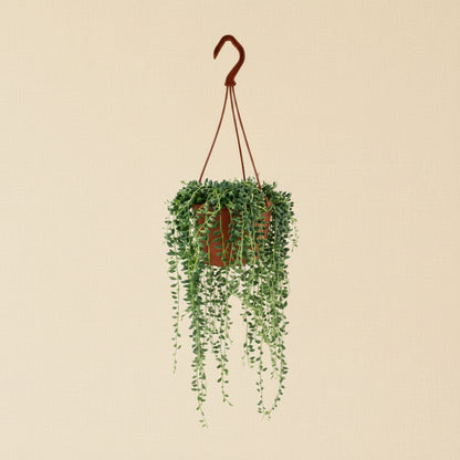 Senecio herreianus - Plante collier de larmes
