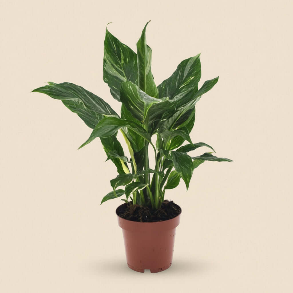 Spathiphyllum Diamond
