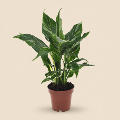 Spathiphyllum Diamond