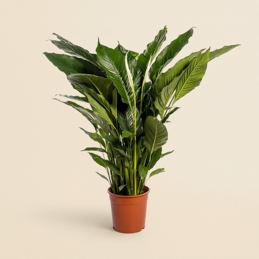 Spathiphyllum Sweet Sebastiano