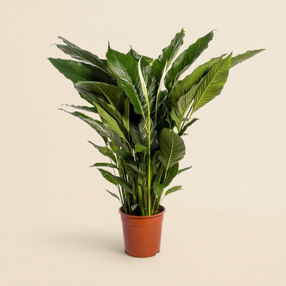 Spathiphyllum Sweet Sebastiano