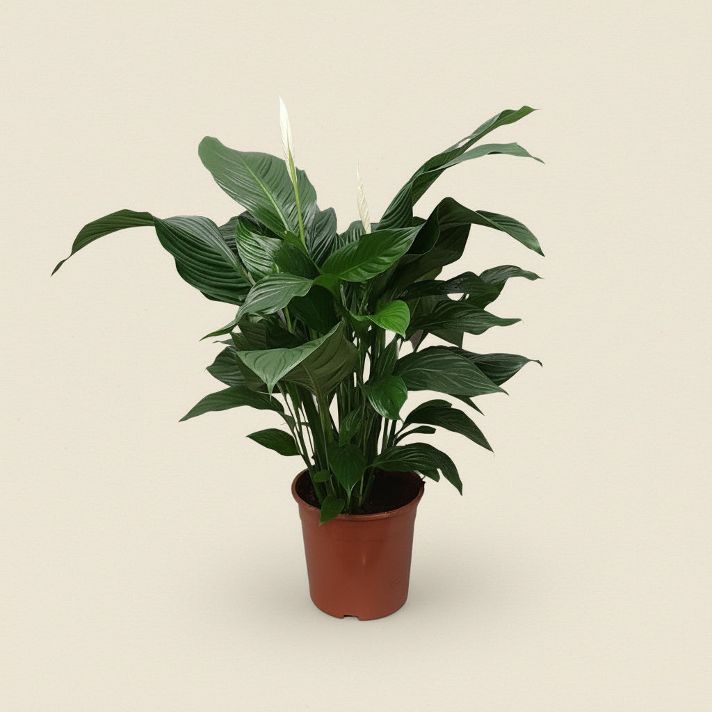 Spathiphyllum Sweet Silvana