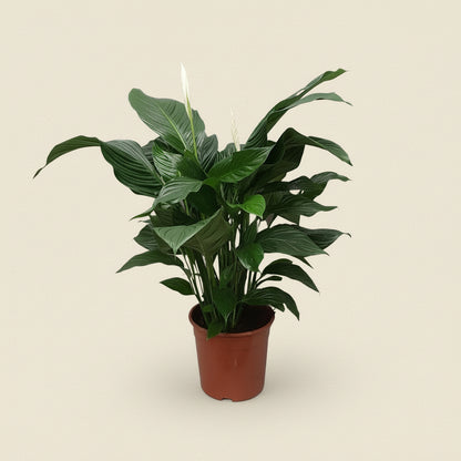 Spathiphyllum Sweet Silvana