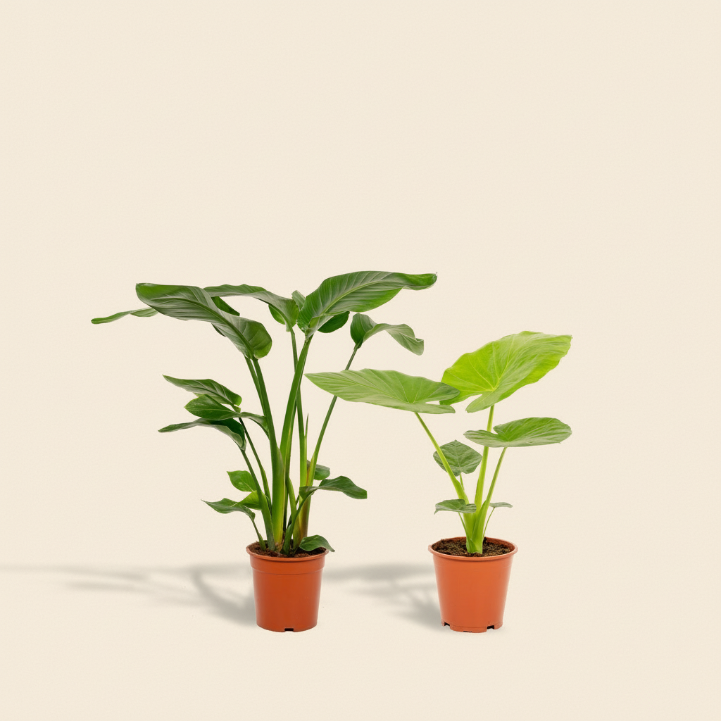  Duo  Strelitzia Nicolai
