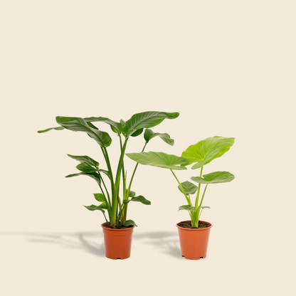  Duo  Strelitzia Nicolai