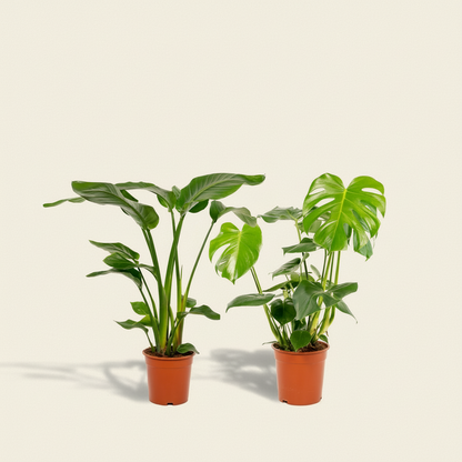Lot Duo Strelitzia Nicolai + Monstera Deliciosa L