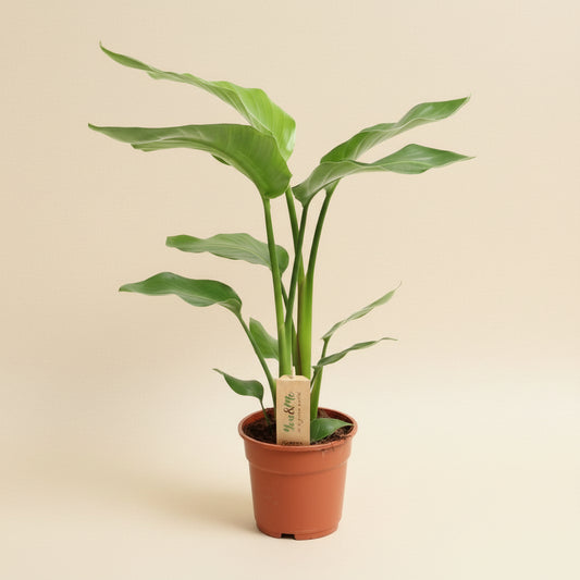 Strelitzia Nicolai