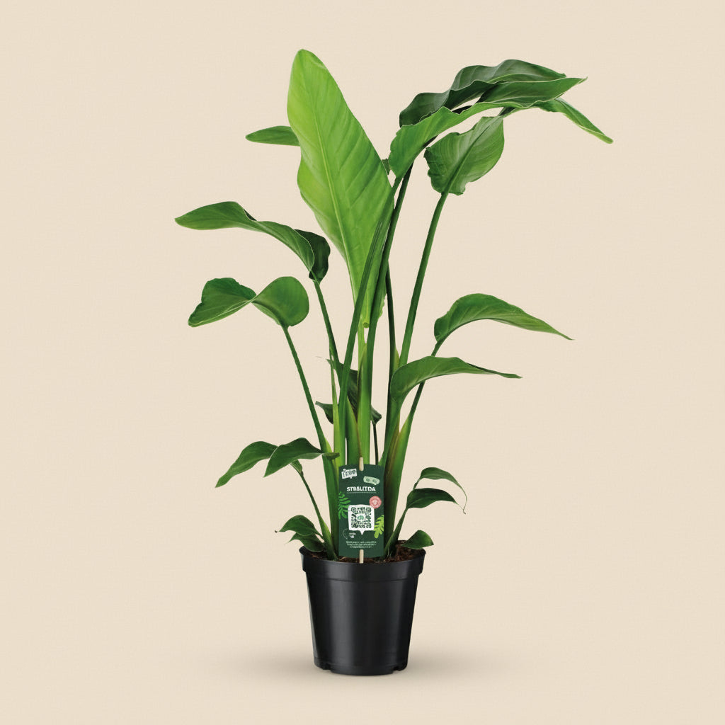 Strelitzia Nicolai