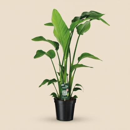 Strelitzia Nicolai