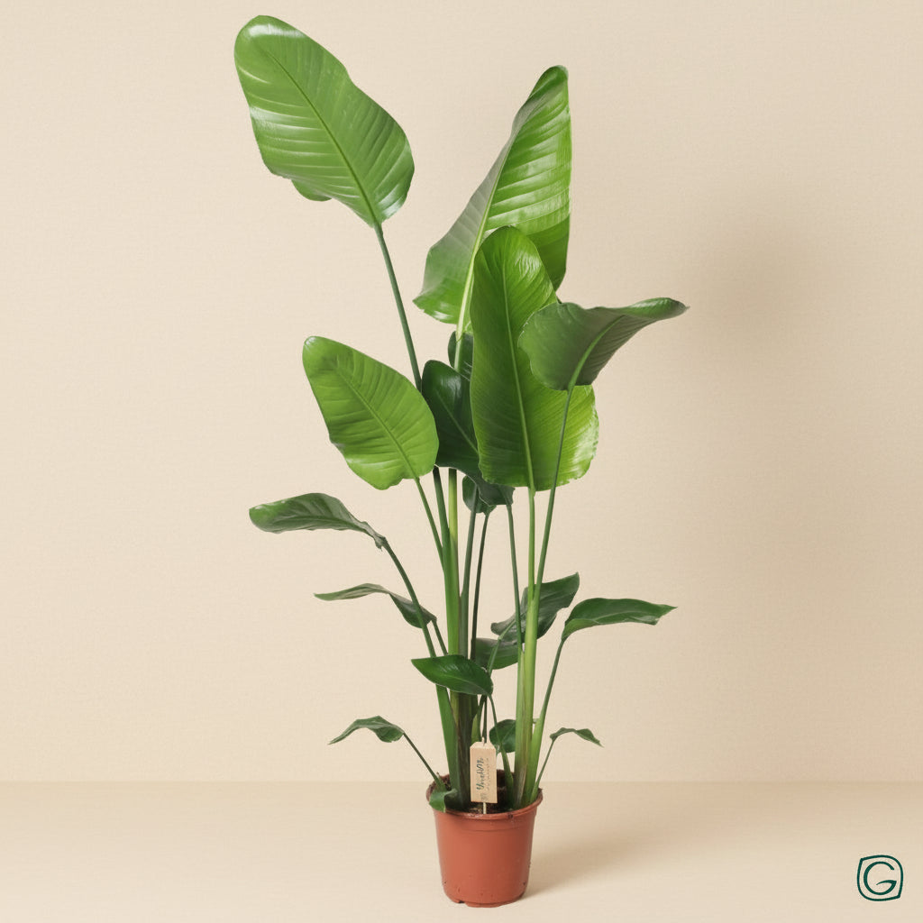 Strelitzia Nicolai