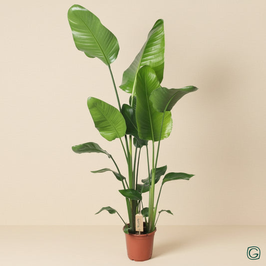 Strelitzia Nicolai