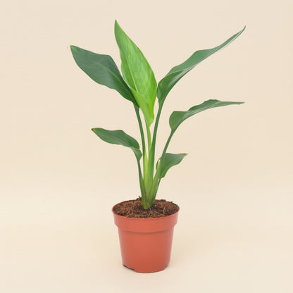 Strelitzia Reginae