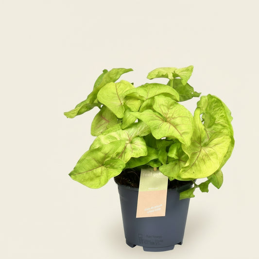 Syngonium Golden