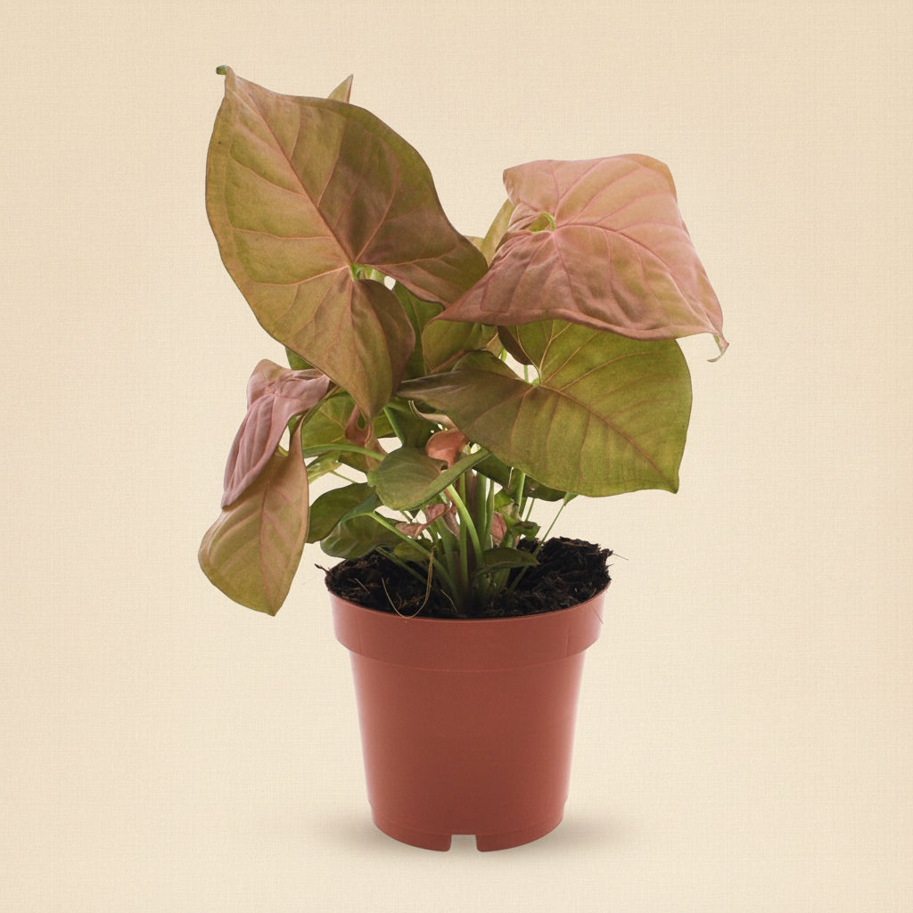 Syngonium Neon - plante d'intérieur