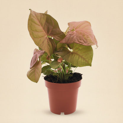 Syngonium Neon - plante d'intérieur