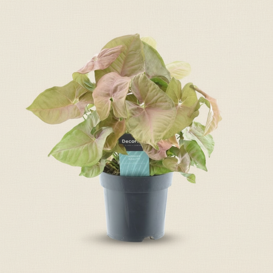 Syngonium Red Heart