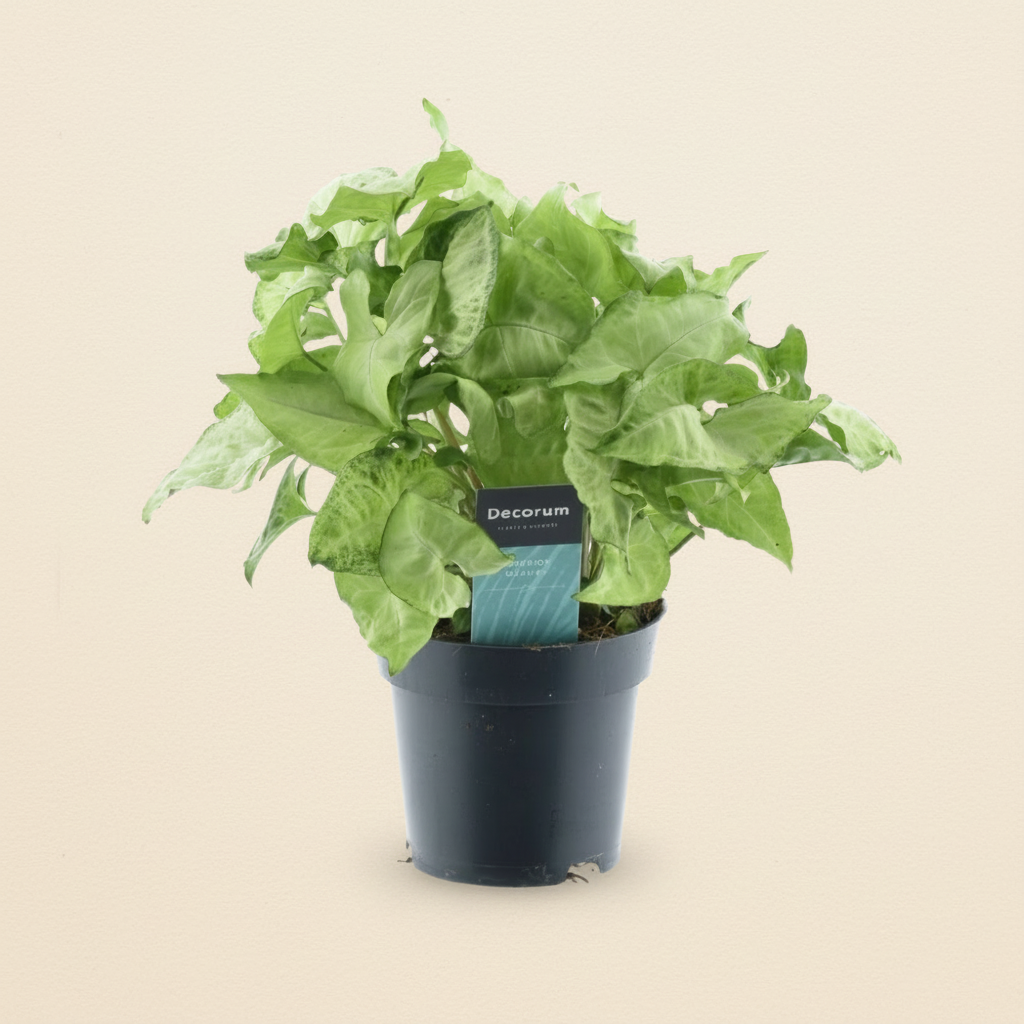 Syngonium White