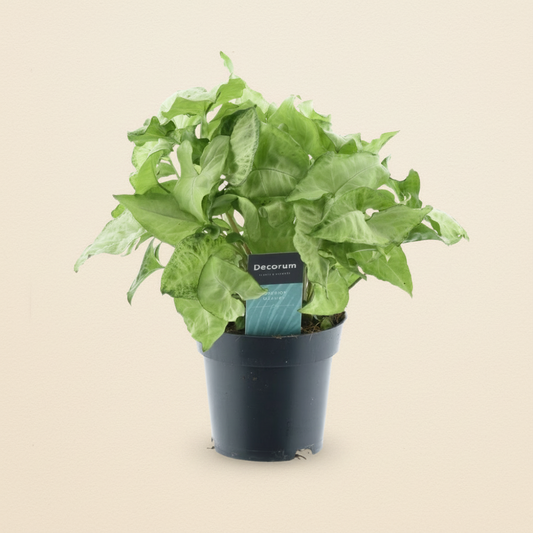 Syngonium White