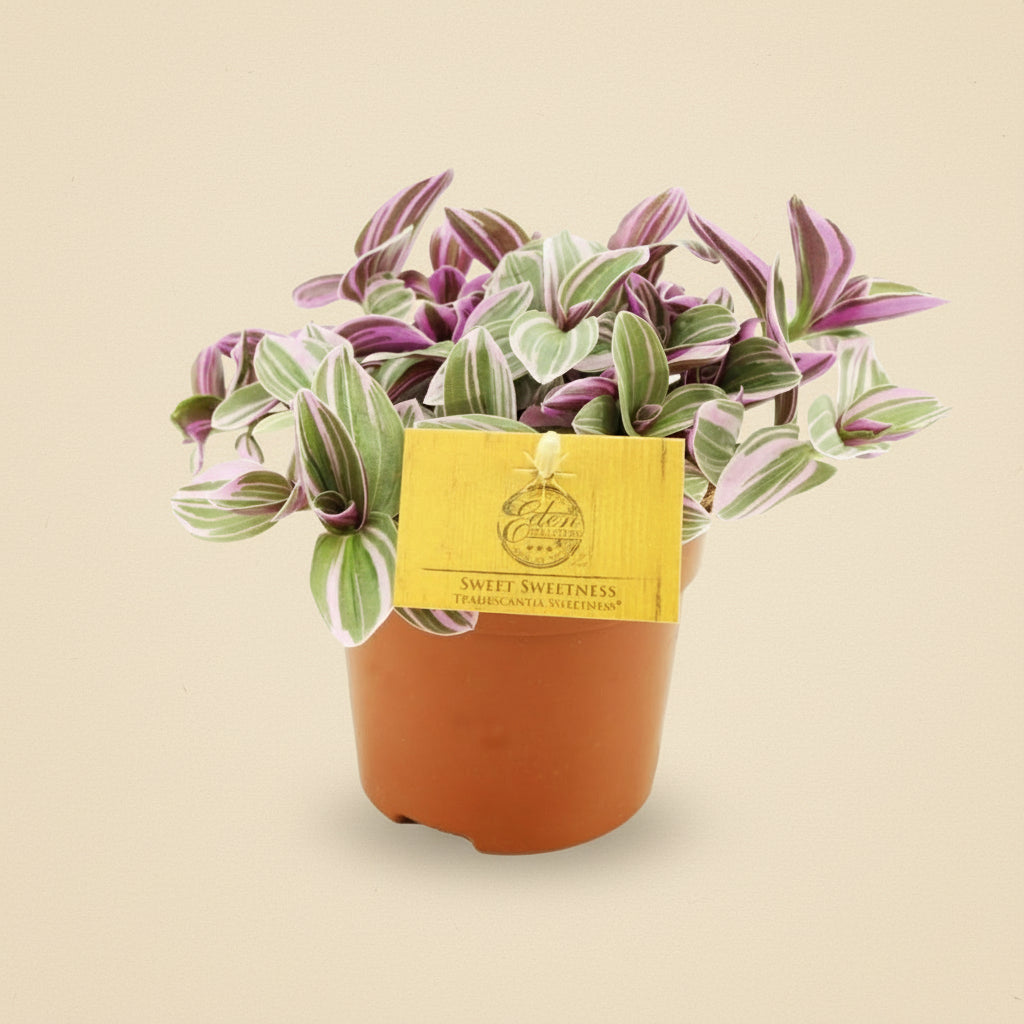 Tradescantia Sweetness