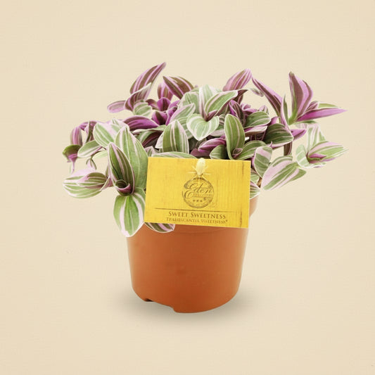 Tradescantia Sweetness