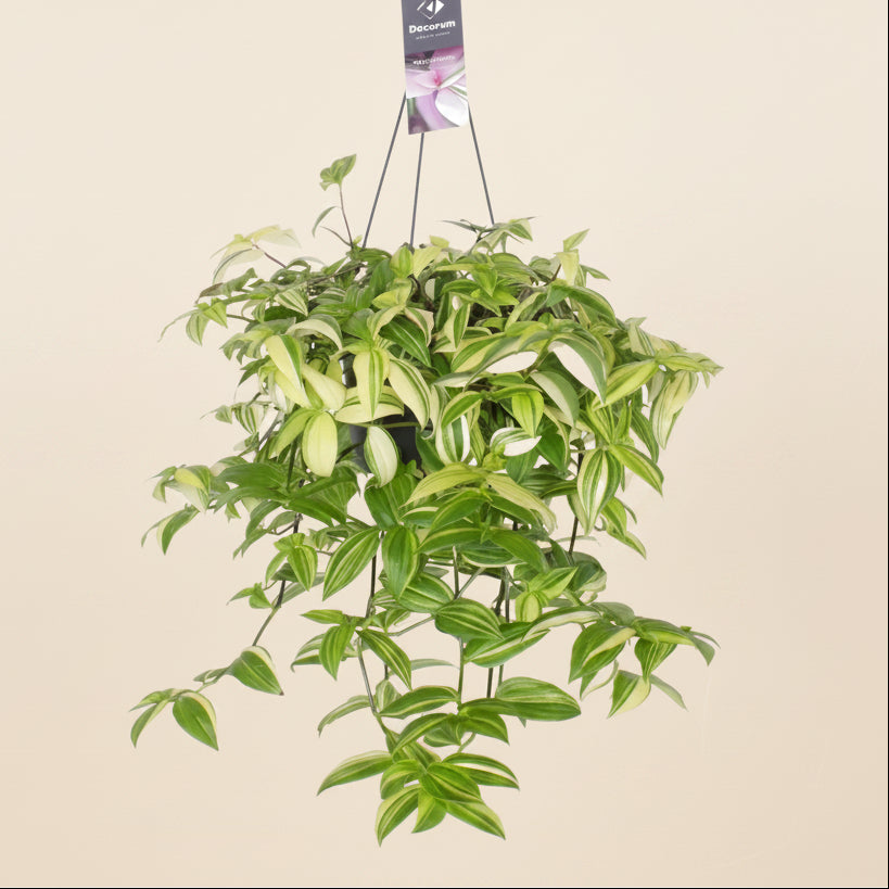 Tradescantia Yellow Hill - plante d'intérieur