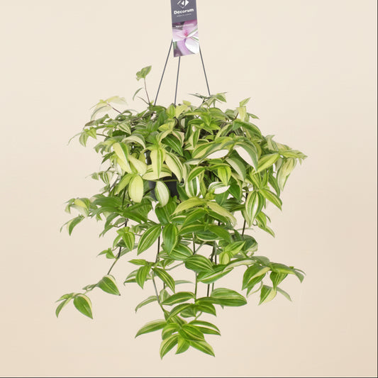 Tradescantia Yellow Hill - plante d'intérieur