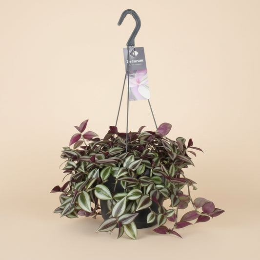 Tradescantia Zebrina