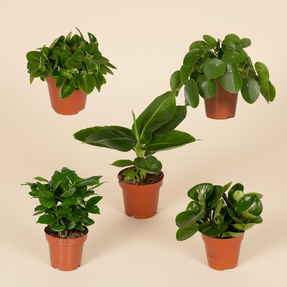 Box surprise 5 plantes