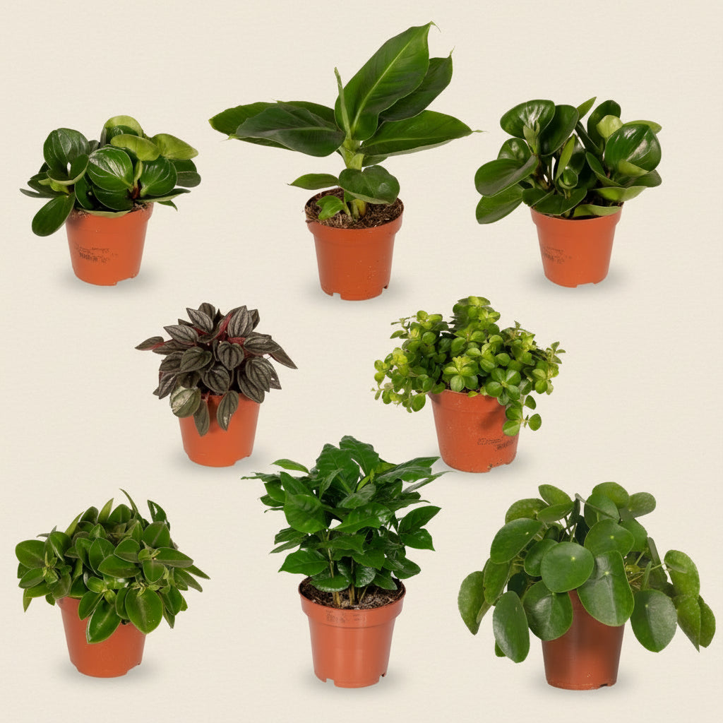 Box surprise petites plantes
