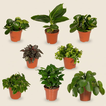 Box surprise petites plantes