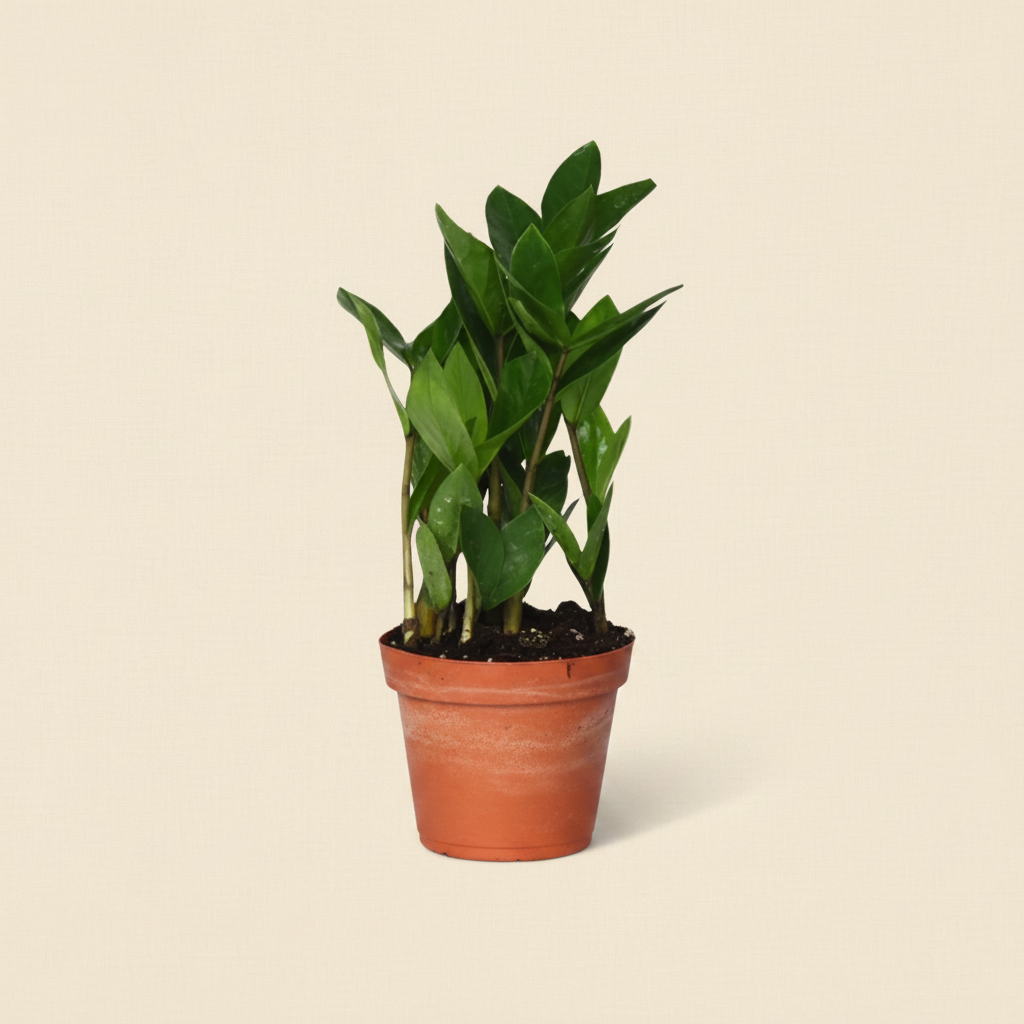 Zamioculcas - plante intérieur facile