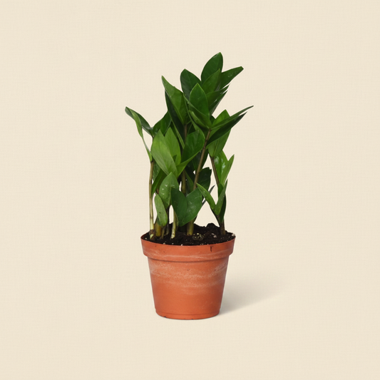Zamioculcas - plante intérieur facile