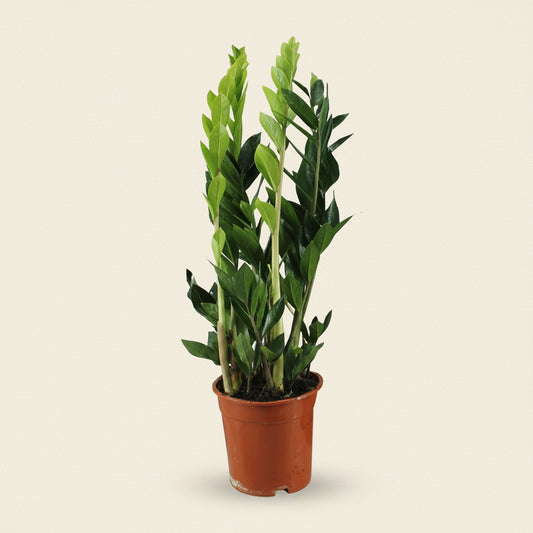 Zamioculcas - plante intérieur facile