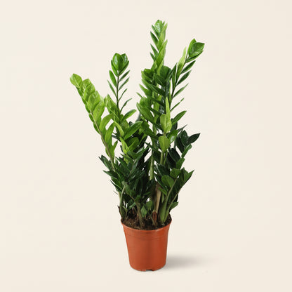 Zamioculcas- plante intérieur facile