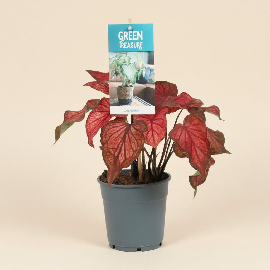Caladium Rouge -plante d'intérieur