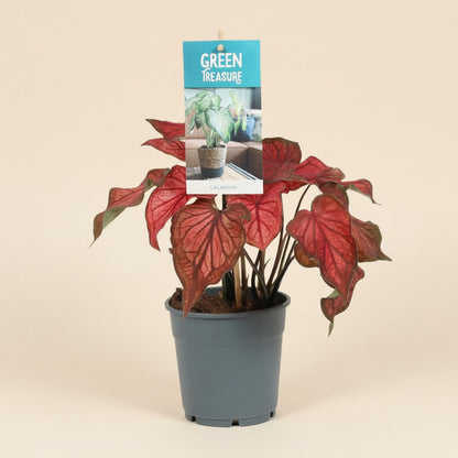 Caladium Rouge -plante d'intérieur