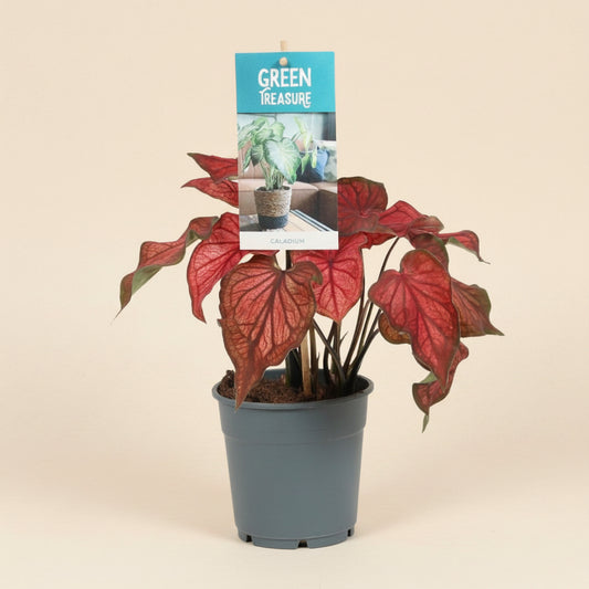 Caladium Rouge -plante d'intérieur