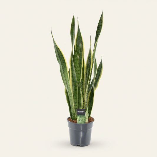 Sansevieria Laurentii