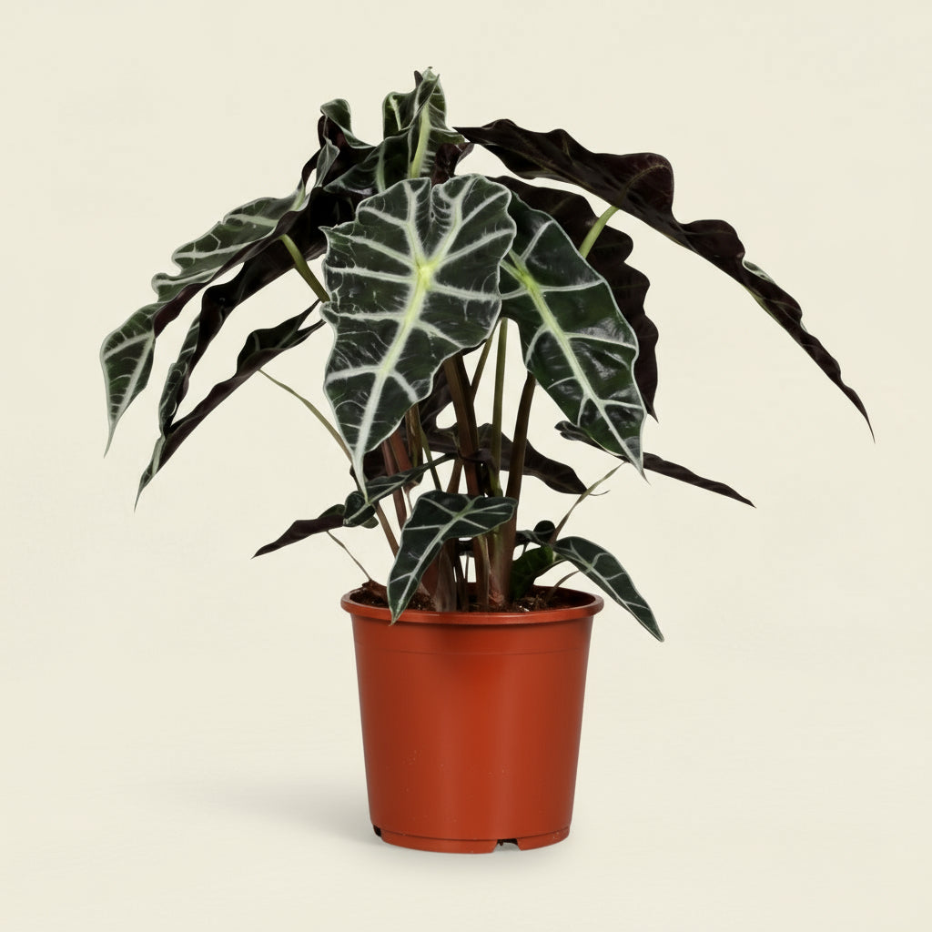 Alocasia Amazonica Polly