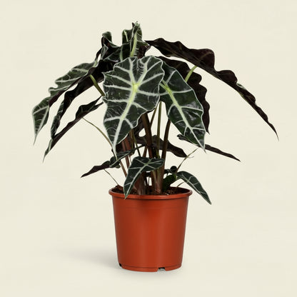Alocasia Amazonica Polly