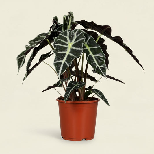 Alocasia Amazonica Polly