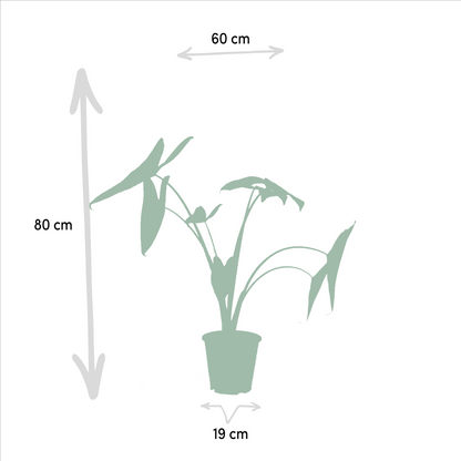 Box Trio Alocasia M - 75cm
