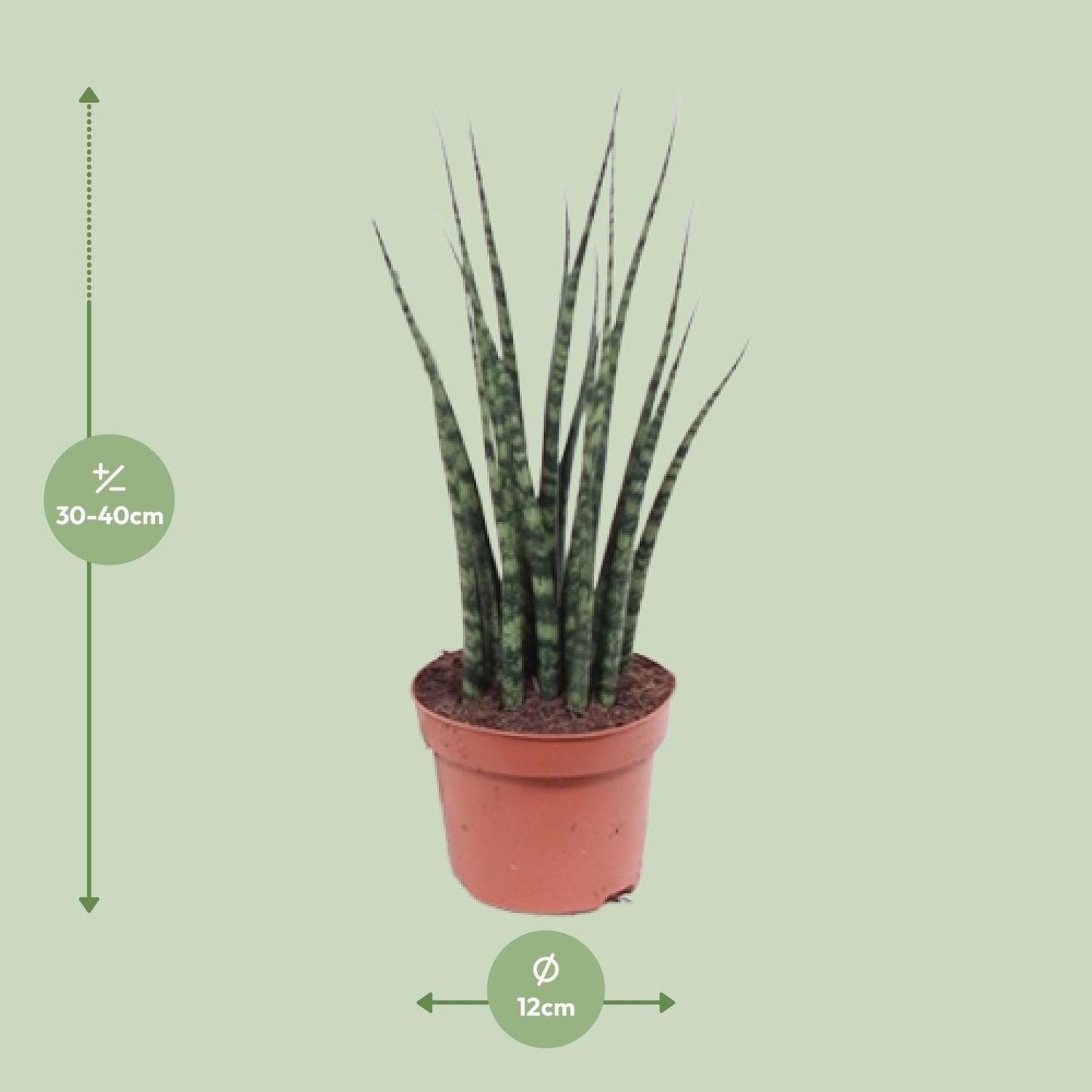 Sansevieria Fernwood Mikado M - 40cm