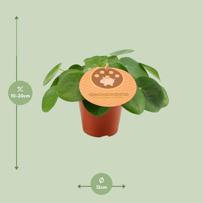 Pilea 