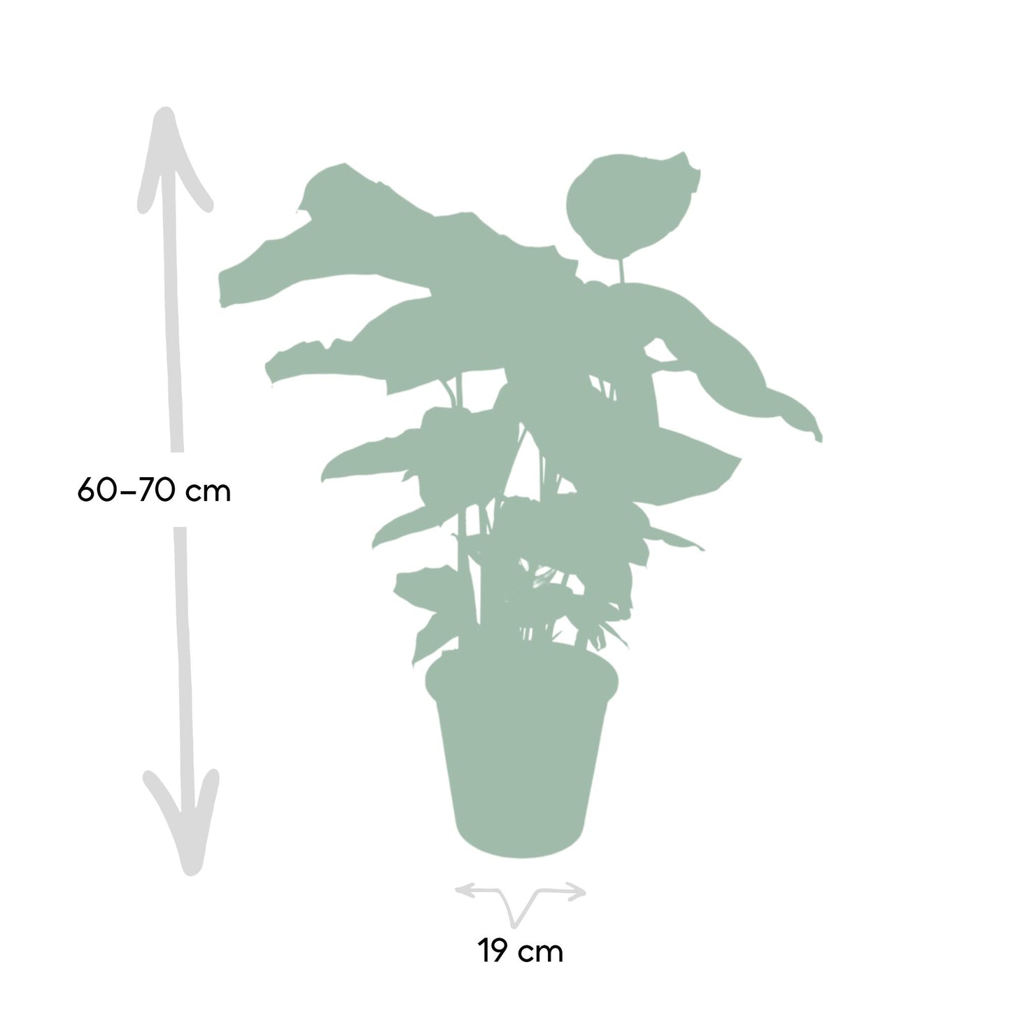 Calathea Whitestar - plante d'intérieur