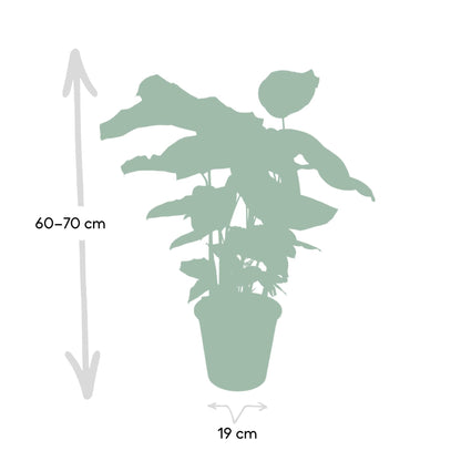 Calathea Whitestar - plante d'intérieur