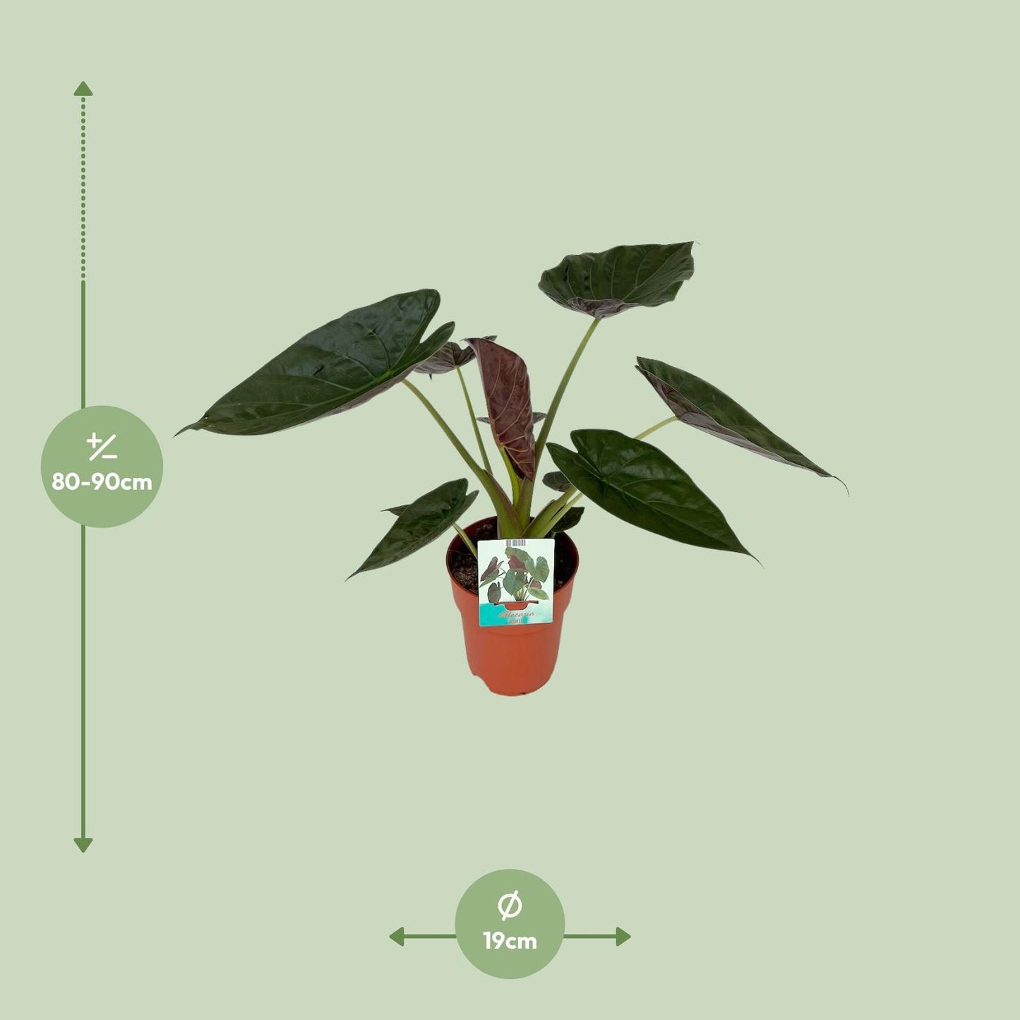 Alocasia Wentii